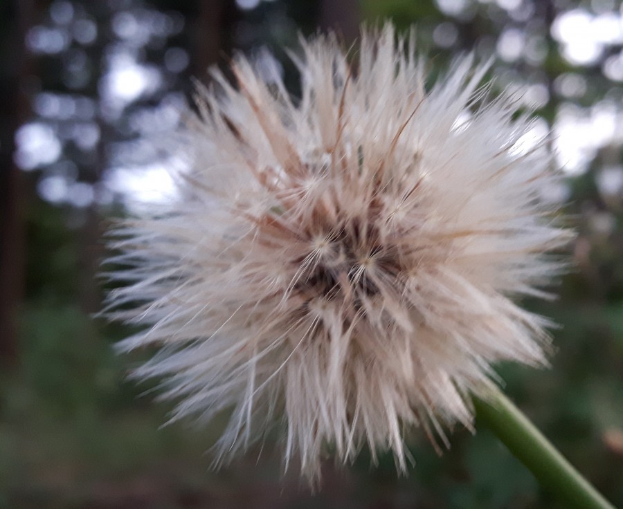 Fluffy dandelion