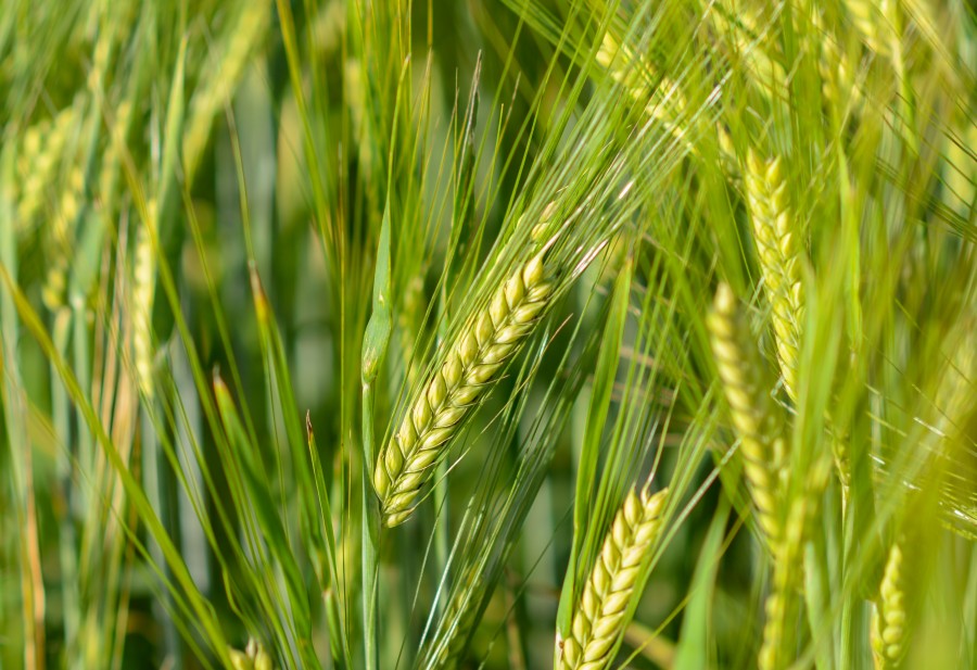 Fresh wheat