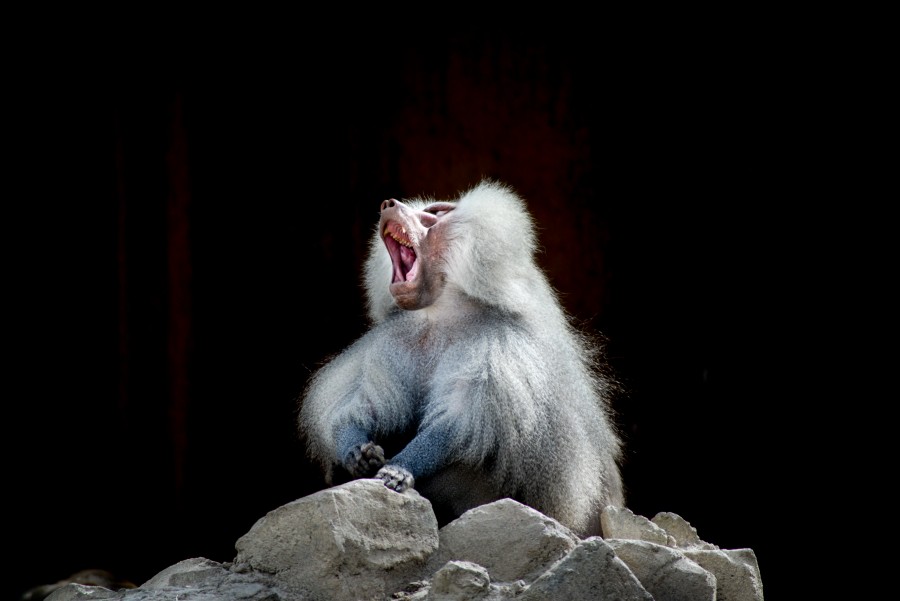 Yawning baboon