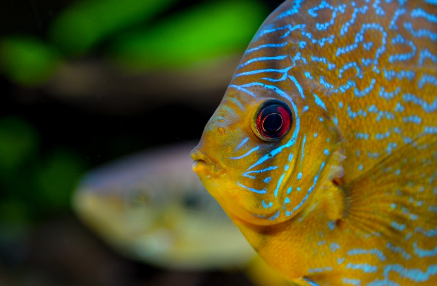 Tropical fish eye