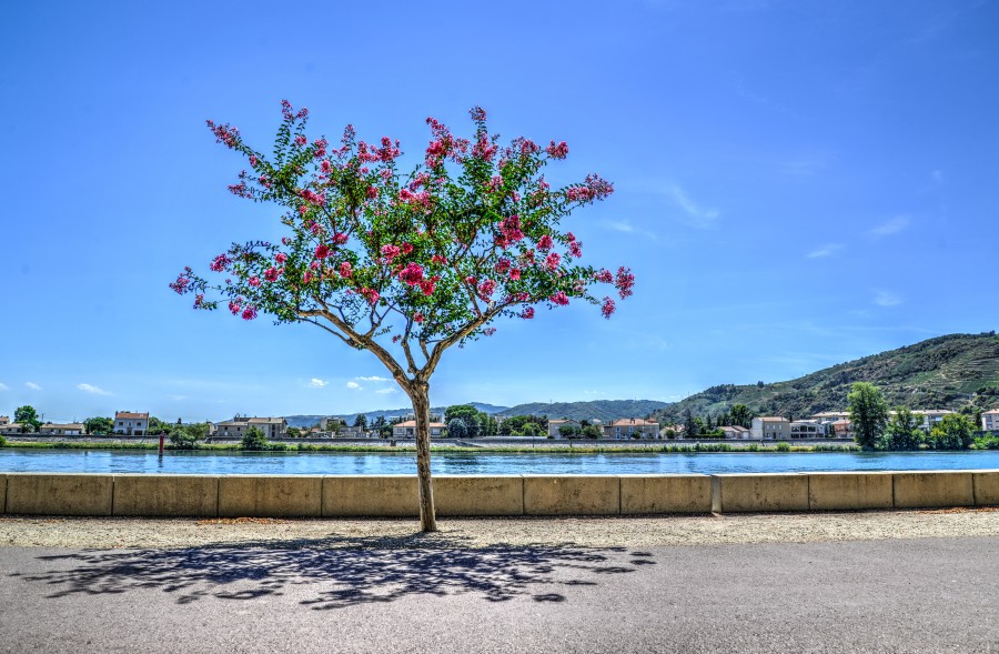 The boulevard tree