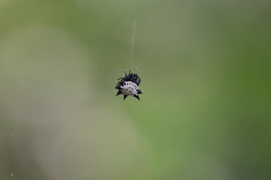 spiny spider