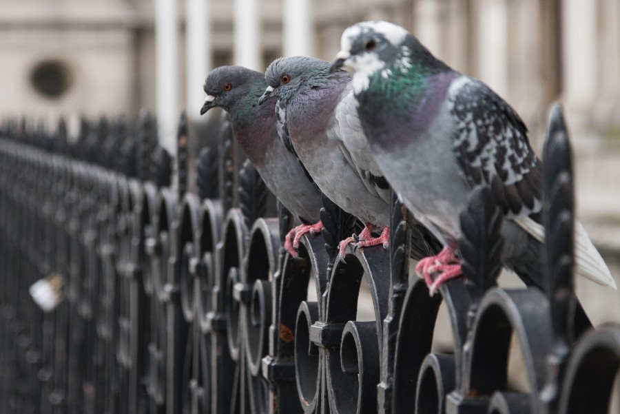 Pigeons on a row