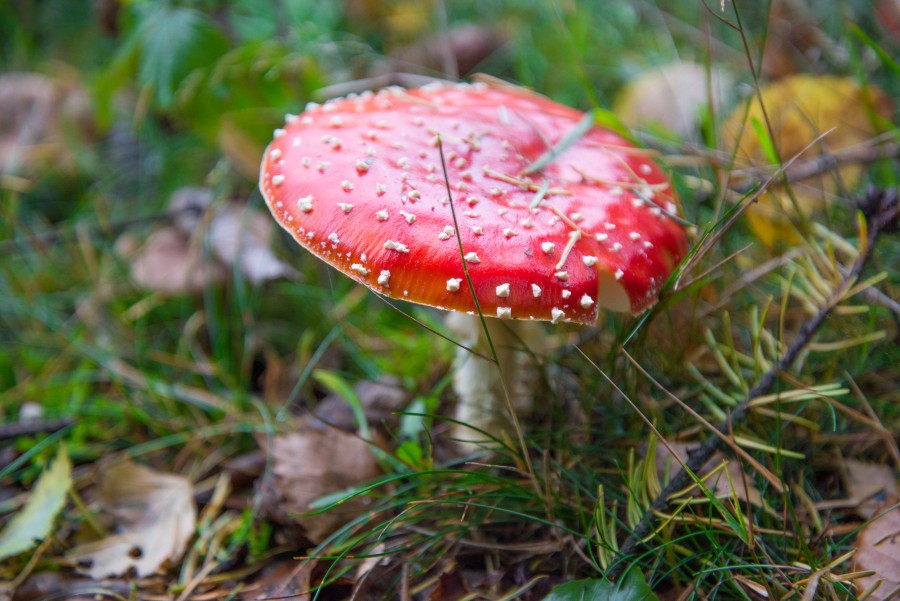 Mushroom red with white dots