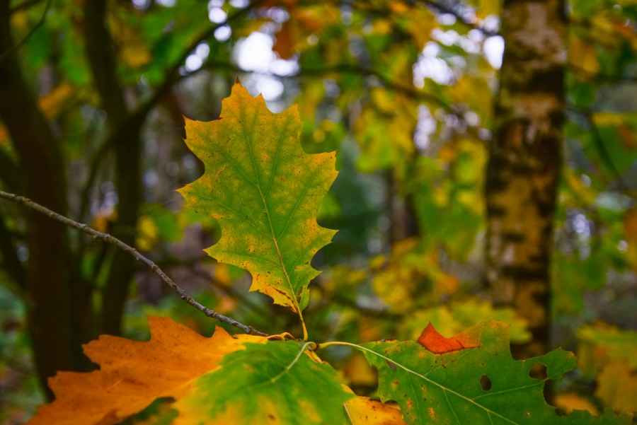 Colorful oak leaves
