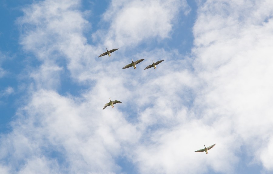 Geese flying over