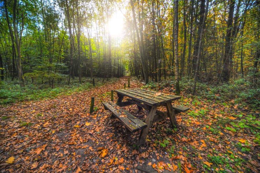 Picnic bench in the forest