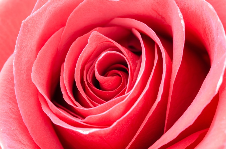 Red rose macro detail texture