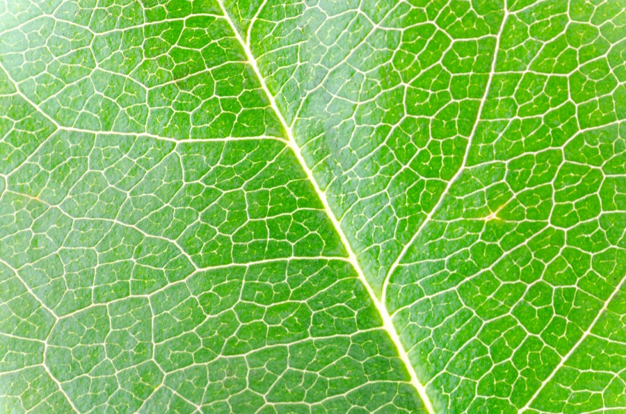 Rose leaf macro detail