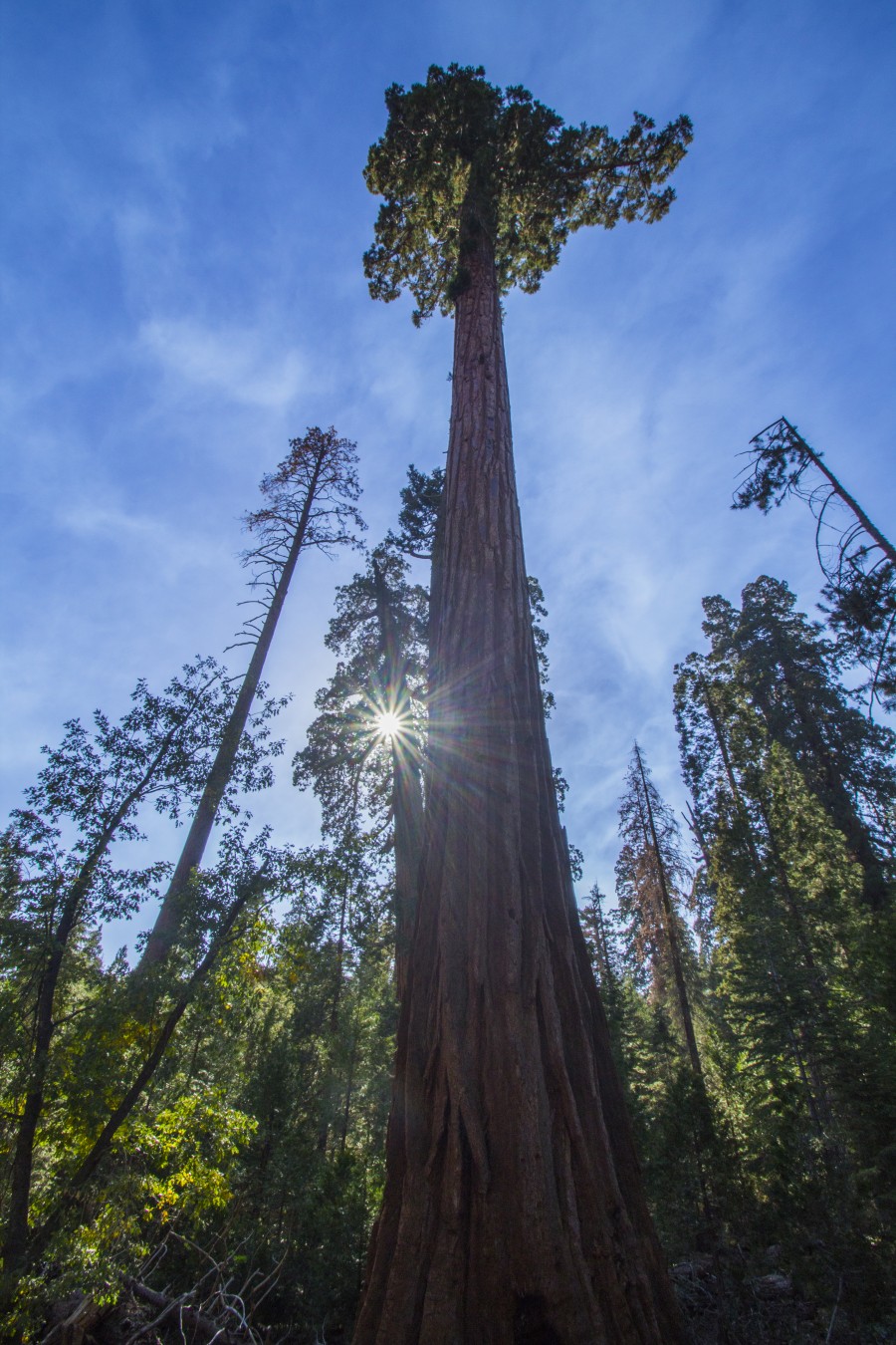 Sequoia Giant