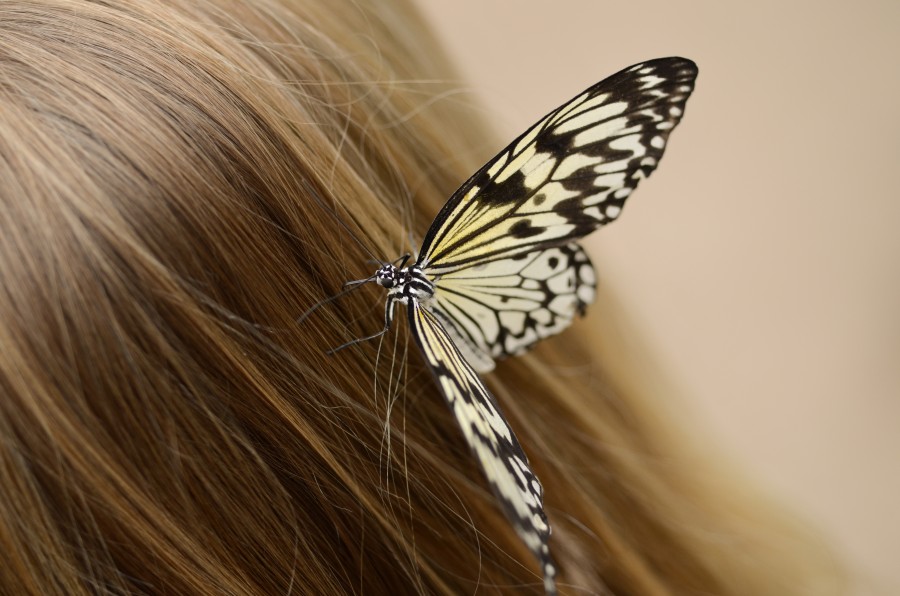 Butterfly in hair
