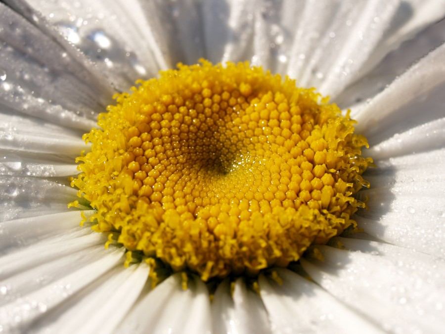 Daisy Flower close-up