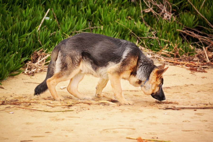 German Shepherd Dog Sniffing on the Beach
