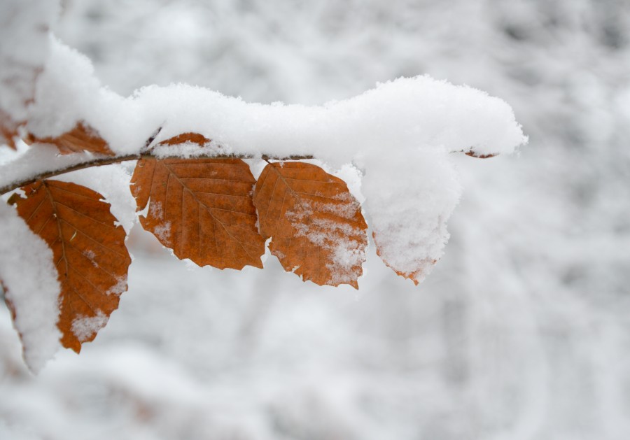 Beech leaves in the snow