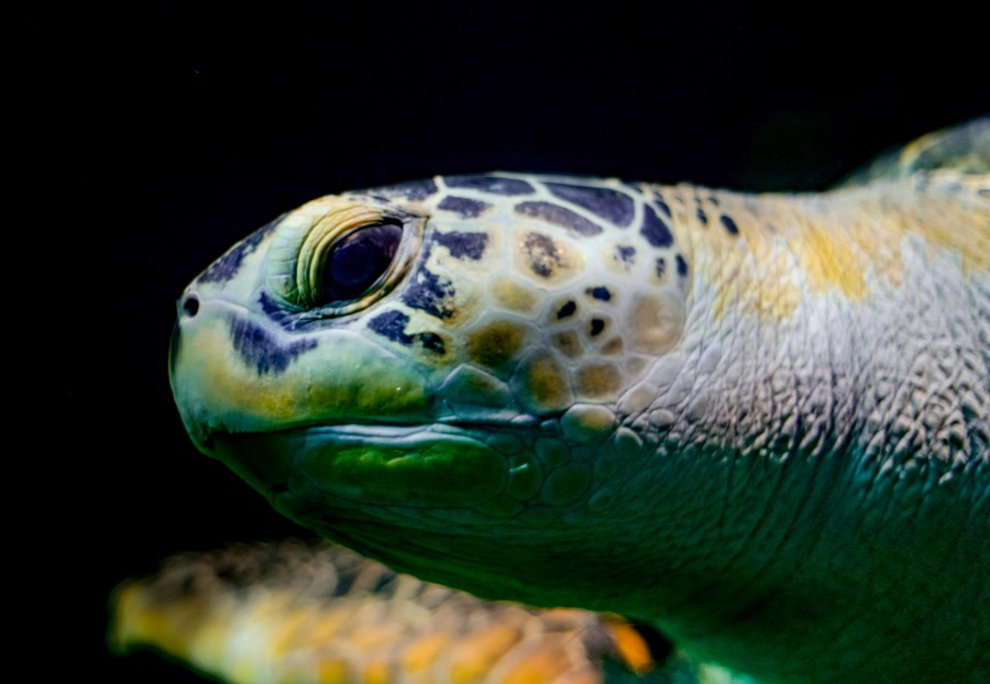 Sea turtle head