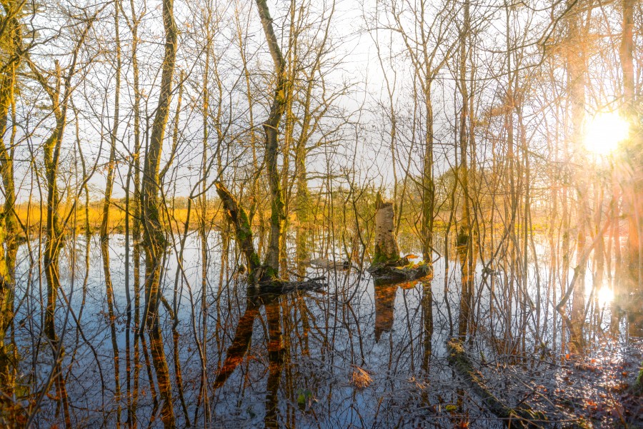 Swamp in Drenthe