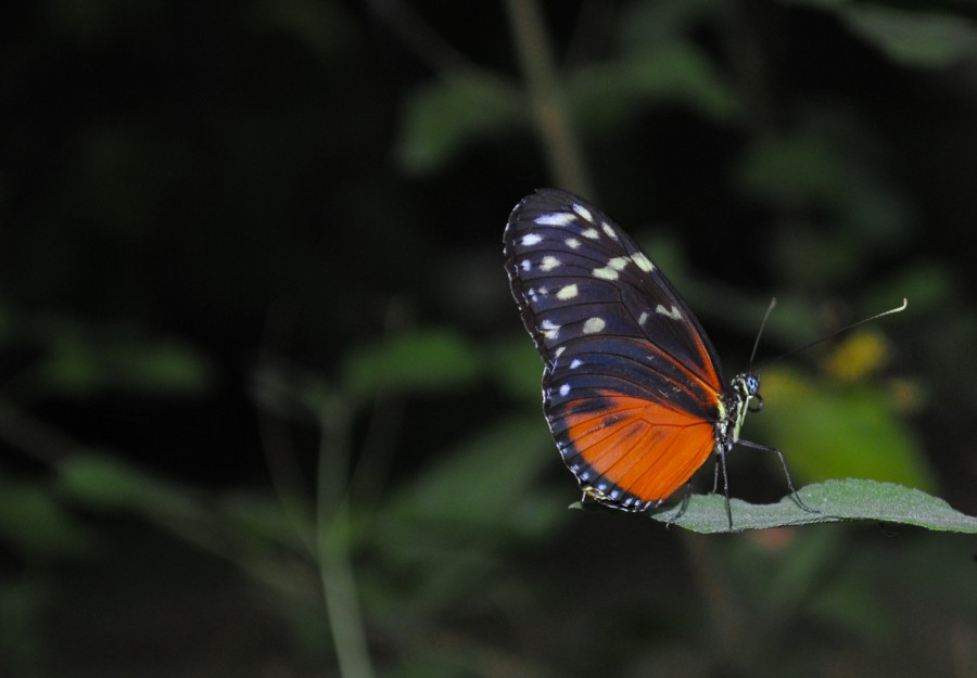 Orange butterfly sitting on a leaf