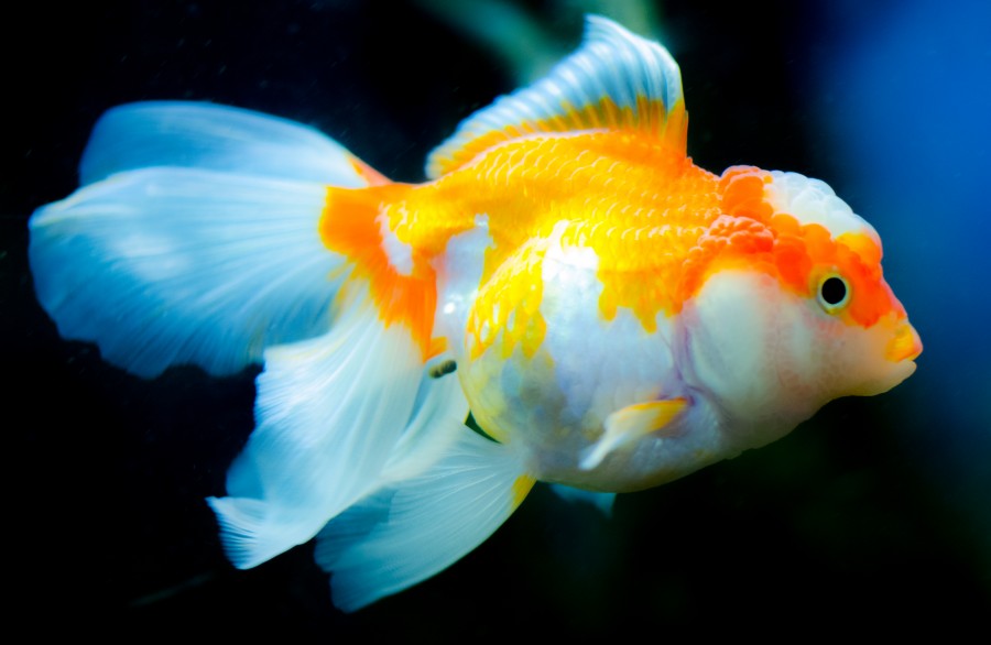 Orange tropical fish
