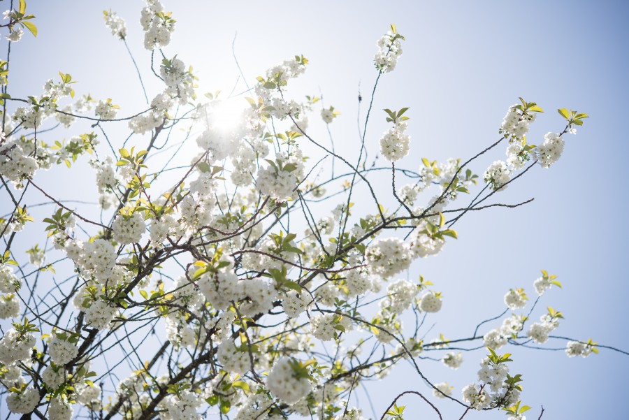 White blossom in the sun