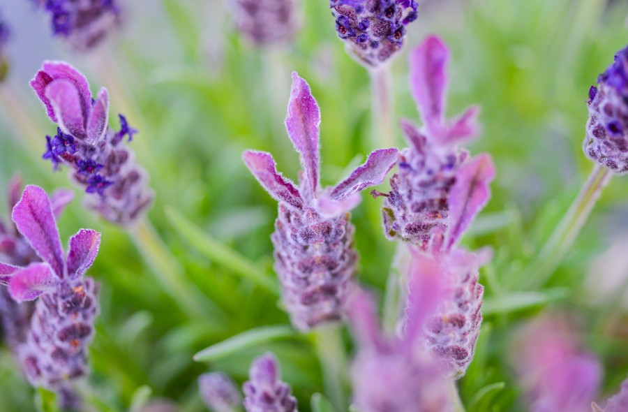 Purple lavender