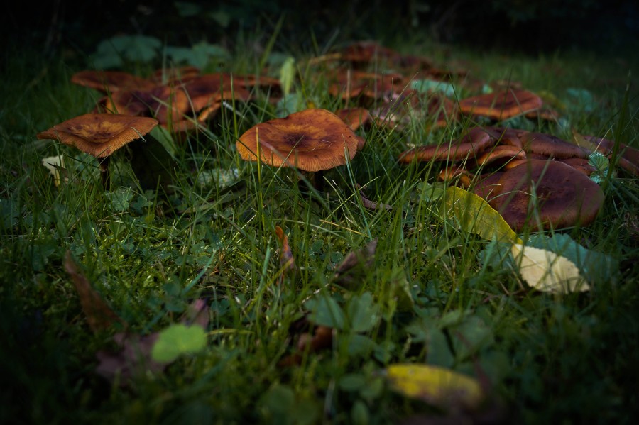 Mushrooms in the dark