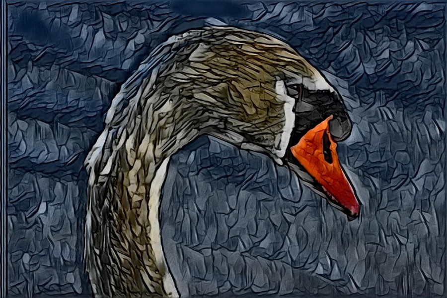 Painted swan