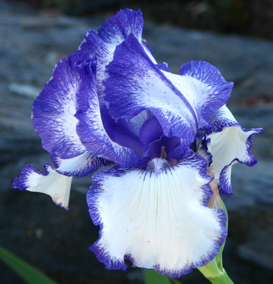 blue-and-white iris