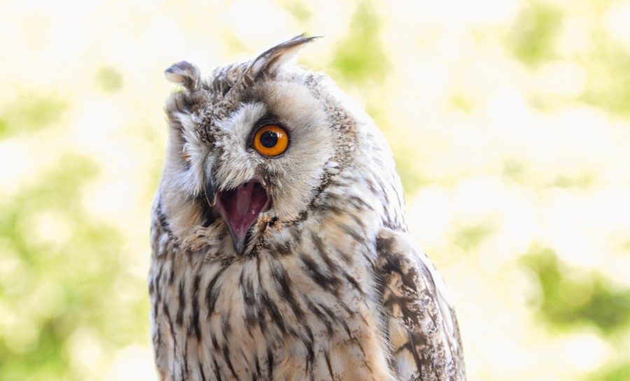Owl screaming
