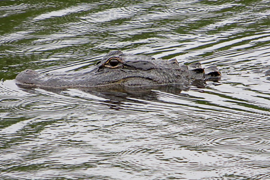 cruising crocodile