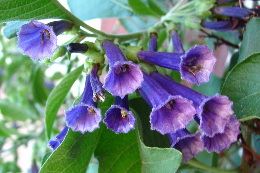 blue bell-like flowers