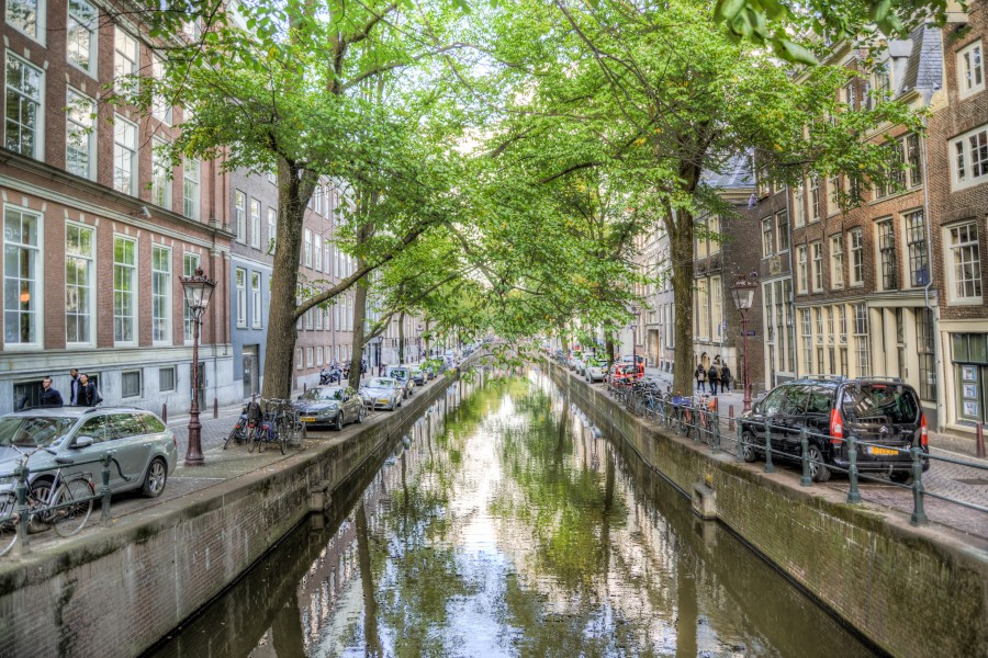 Trees at an Amsterdam canal
