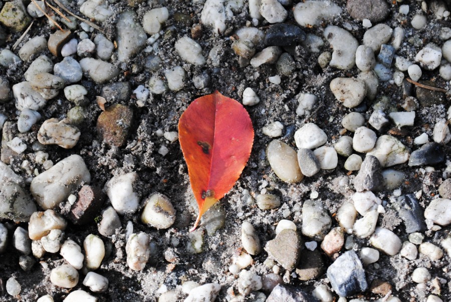 red leaf and pebbles