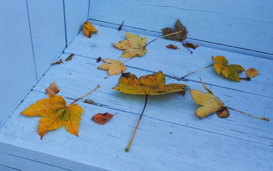 Autumn leafs on a blue bench