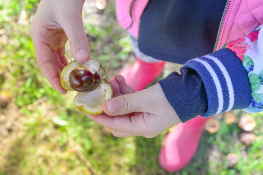 Little girl finding a chestnut