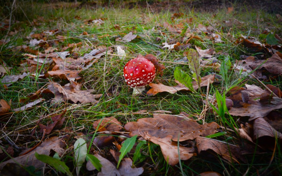 Toadstool red with white dots