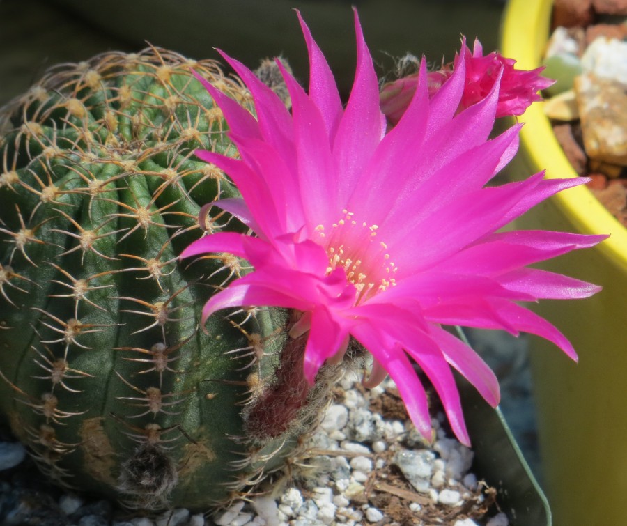 pink cactus flower