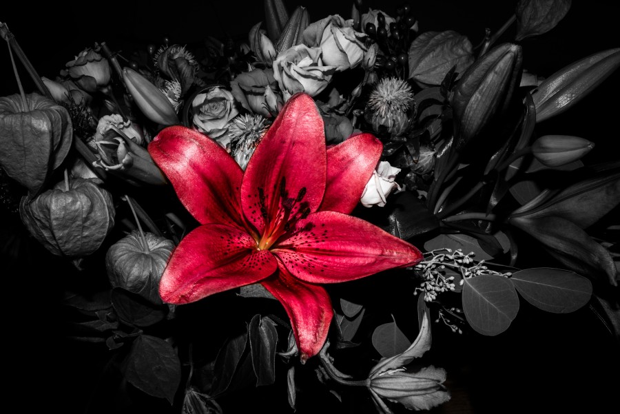 Isolated red flower in black and whoite bouquet