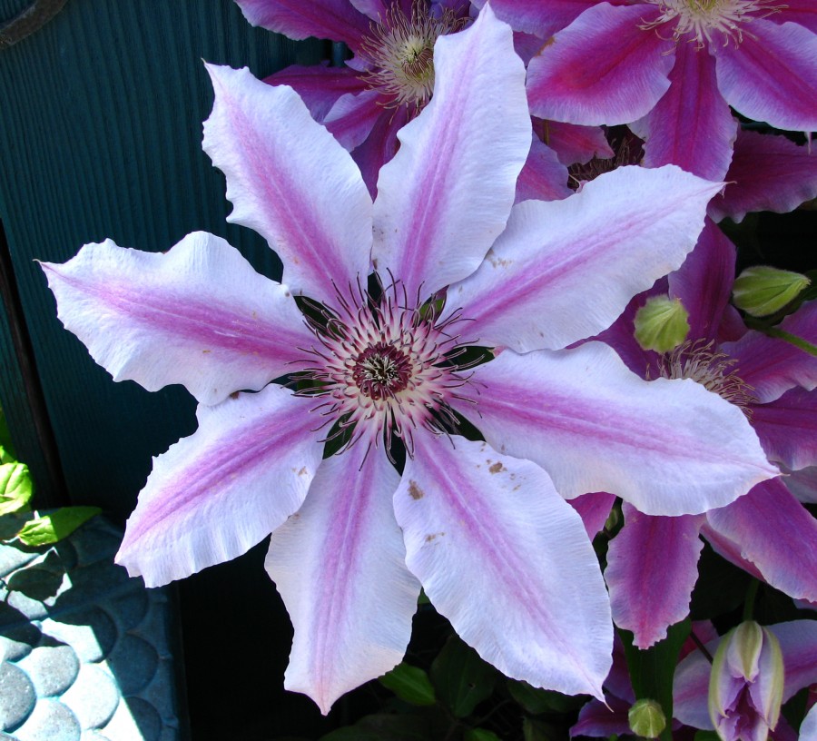purple-and-white clematis