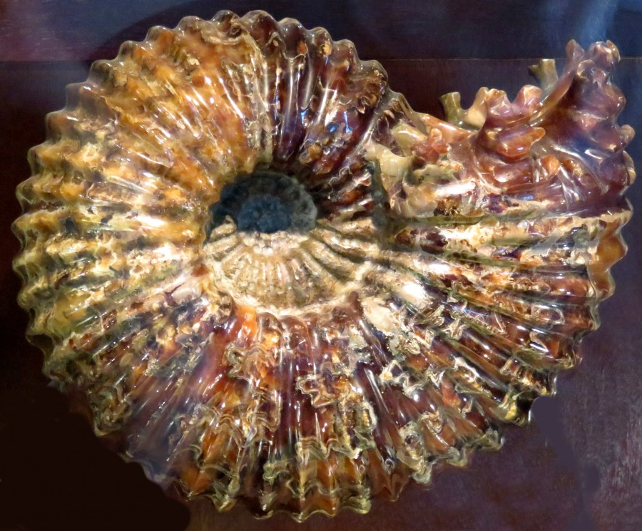 mineralized ammonite