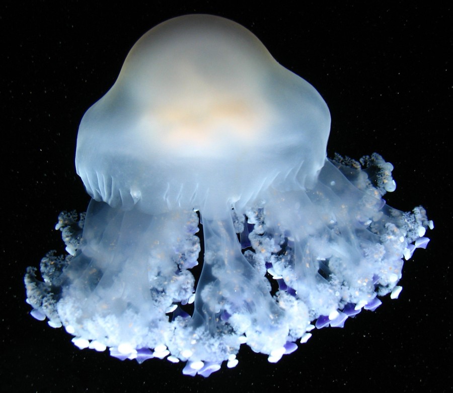 bluish jellyfish