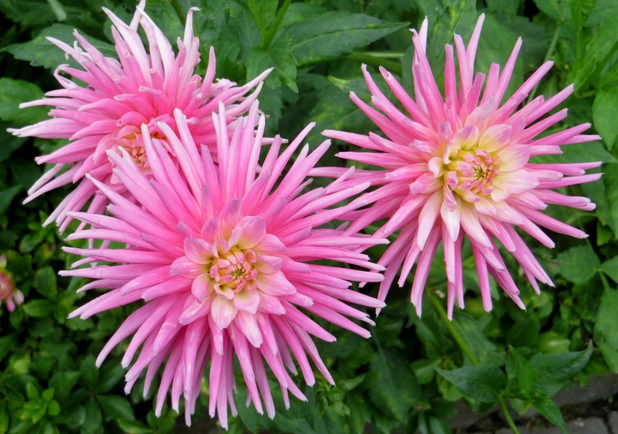 pink cactus dahlias