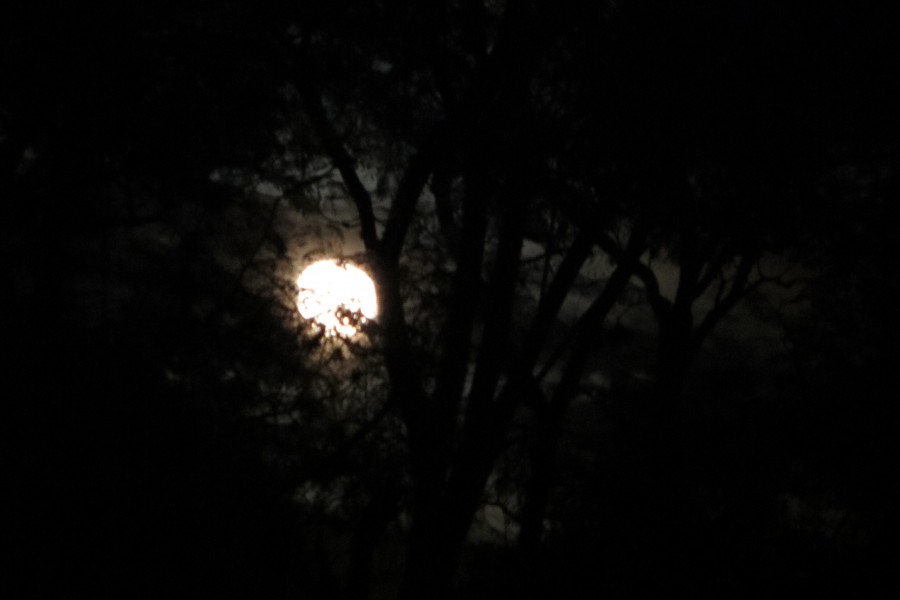 full moon with trees