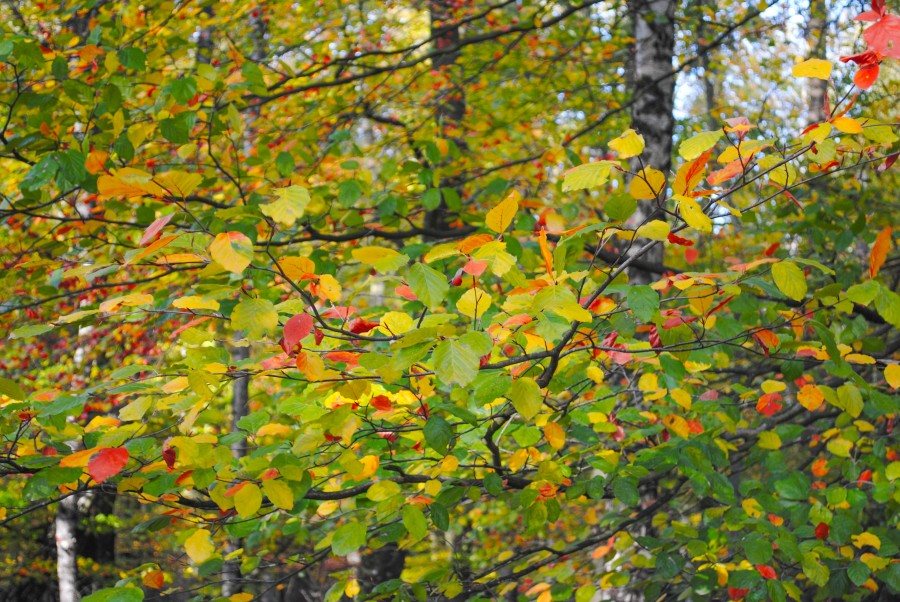 Colorful beech leafs