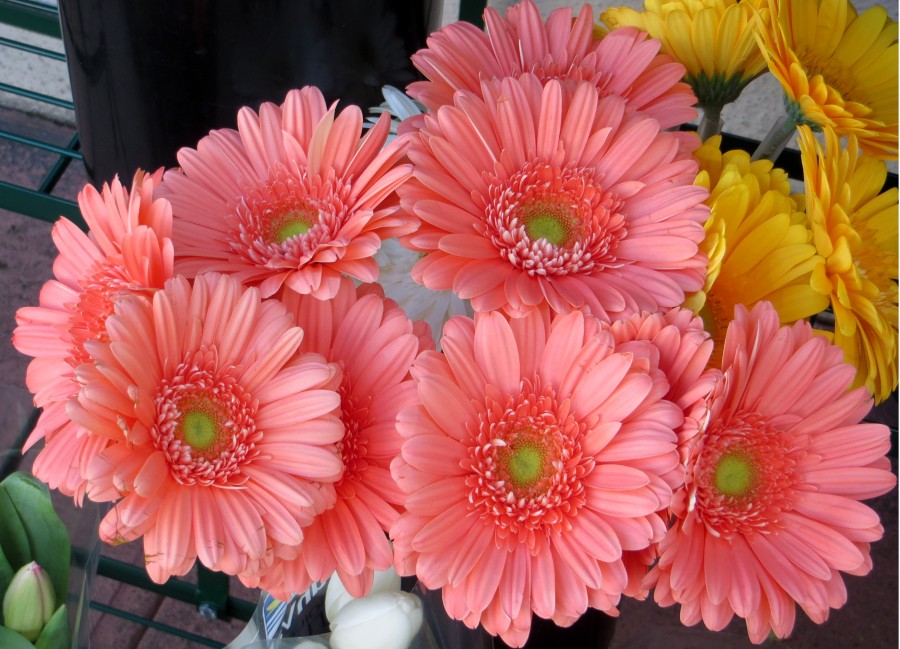 pink daisylike flowers
