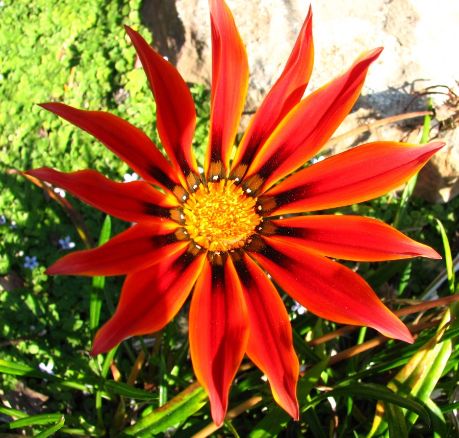 red daisylike flower