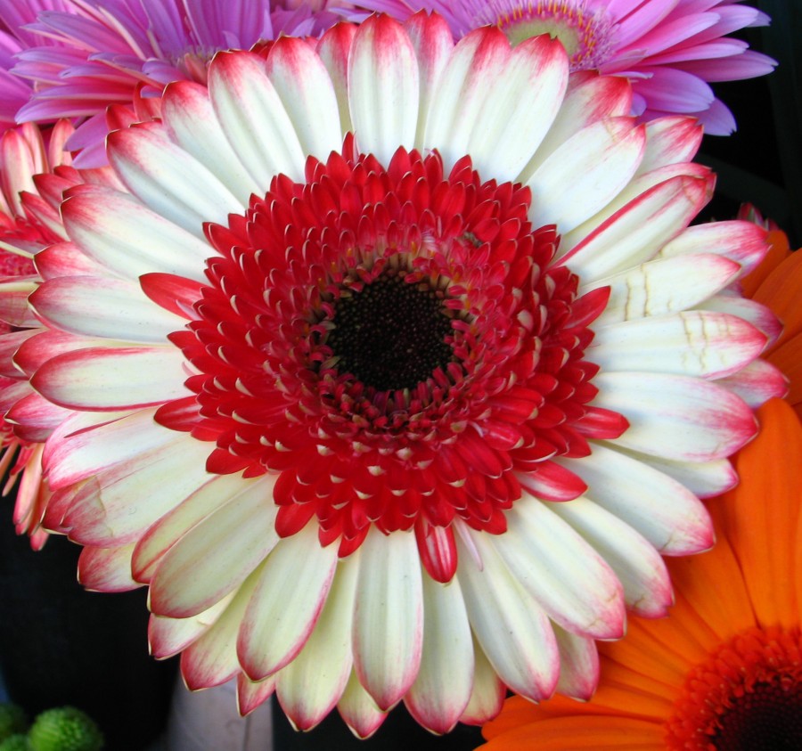 red and white daisylike flower