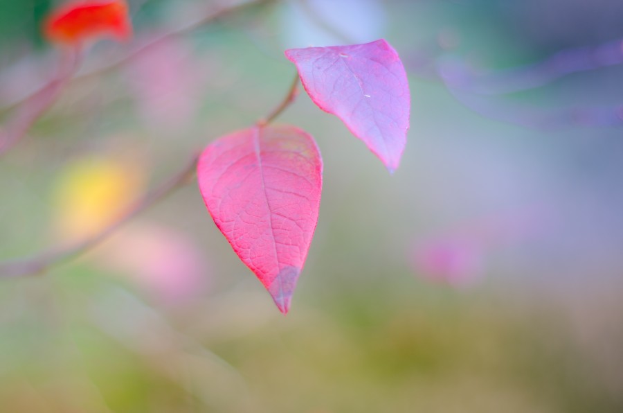 Colorful leaf