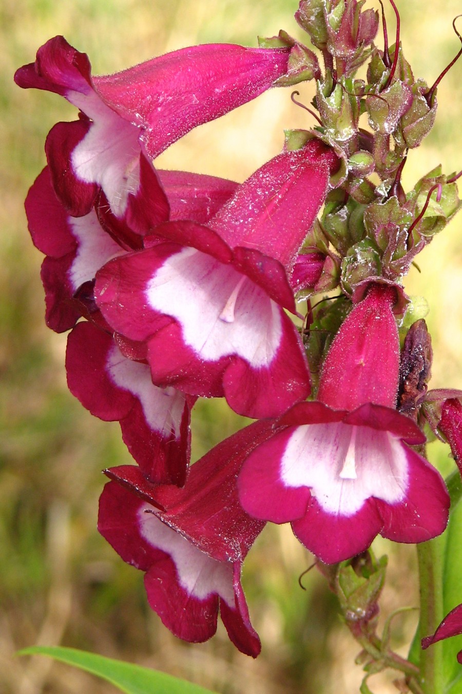 pink and white bell-shaped flowers
