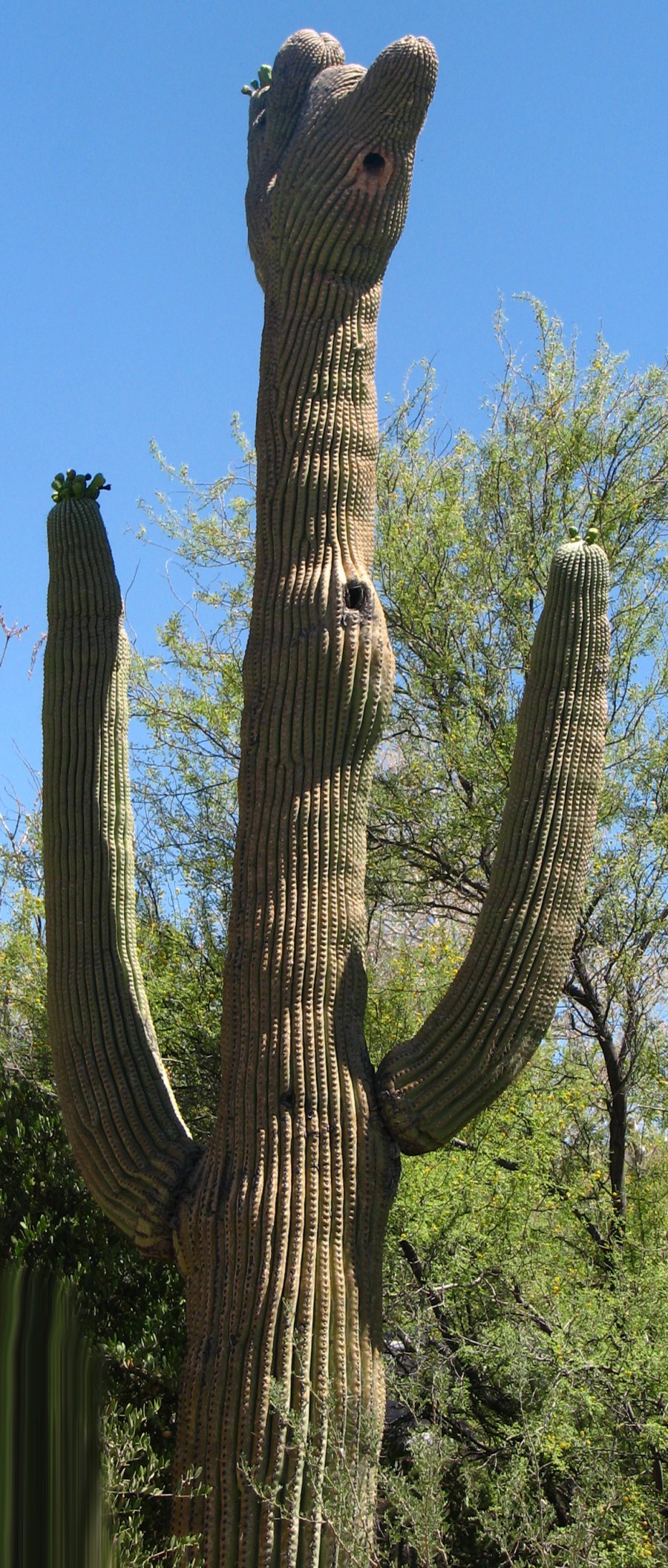 cactus creature