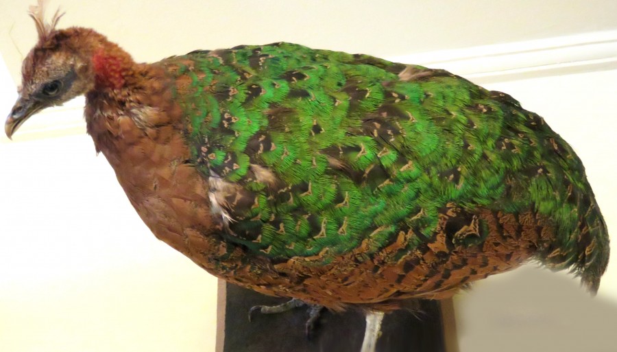 bird with green feathers